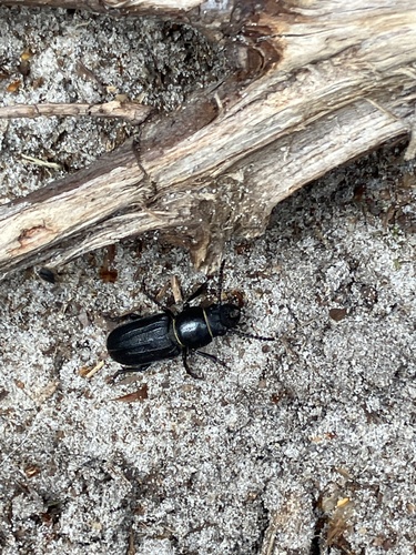 Black Longicorn Beetle, Buitengebied, Baarn, Utrecht, NL, photo 7 of 10