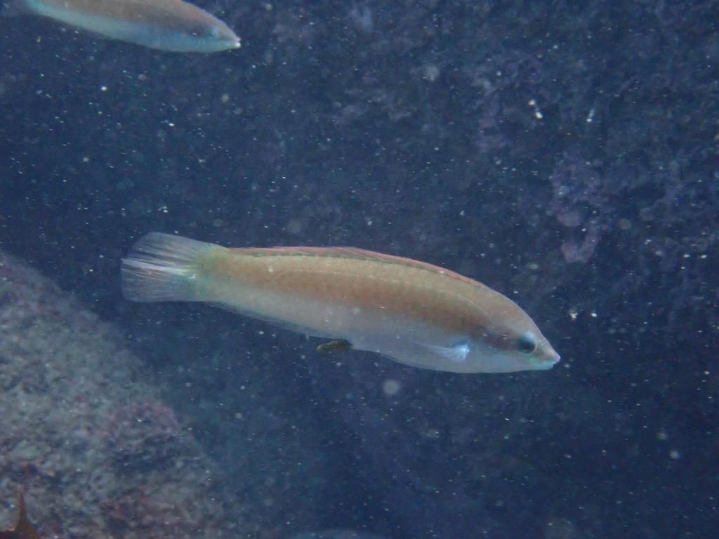 Bleeker's Wrasse