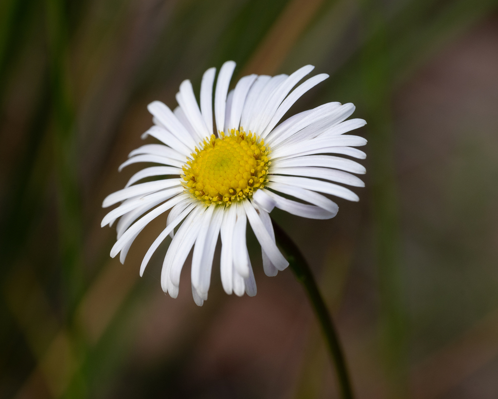 Wet-Heath Daisy