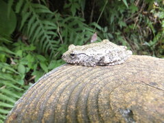 Buerger's Frog photo 4