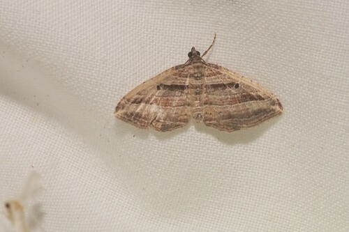 Costaconvexa polygrammata
