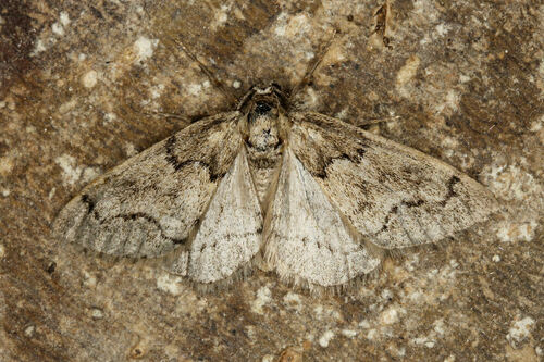Tephronia