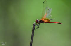 Dythemis rufinervis