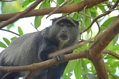 Cercopithecus mitis manyaraensis