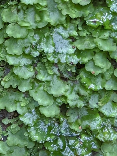 pobrežnica (Pellia)