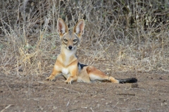 Lupulella mesomelas schmidti