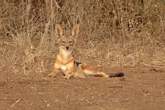 Lupulella mesomelas schmidti