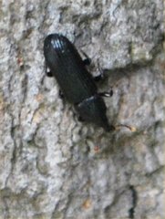 Coleoptera