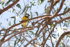 Falcunculus frontatus