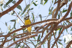 Falcunculus frontatus