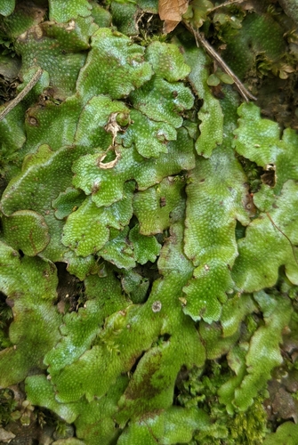 lupeňovec kužeľovitý (Conocephalum conicum)