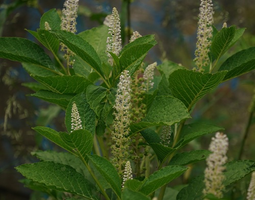 líčidlo jedlé (Phytolacca acinosa)