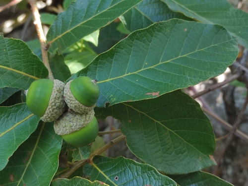 Quercus purulhana