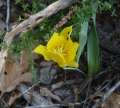 Calochortus monophyllus
