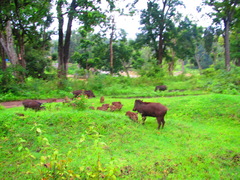 Sus scrofa cristatus