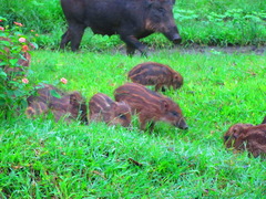 Sus scrofa cristatus