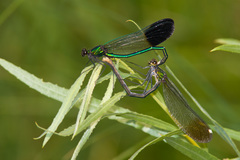 Calopteryx aequabilis