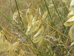 Astragalus cusickii