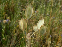 Calochortus nitidus