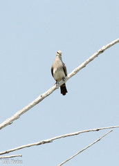 Oena capensis aliena