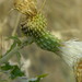 Cirsium brevifolium - Photo (c) mhays, algunos derechos reservados (CC BY-NC)