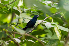 Cyanoloxia cyanoides