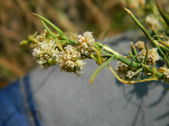 Cuscuta approximata