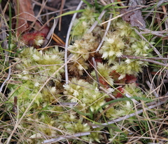 Sphagnum perichaetiale