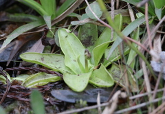 Pinguicula primuliflora