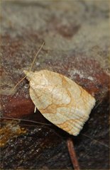 Adoxophyes negundana