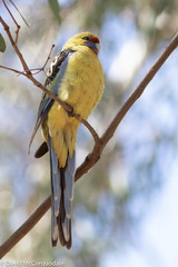 Platycercus elegans flaveolus
