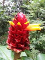 Costus montanus
