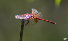 Dythemis rufinervis