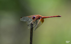 Dythemis rufinervis