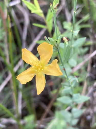 Coppery St. Johnswort (Hypericum denticulatum)