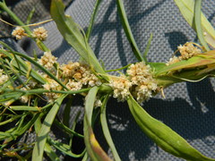 Cuscuta approximata