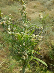 Cuscuta approximata