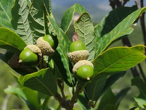 Quercus sebifera