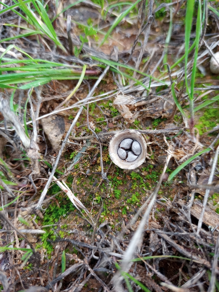 Cyathus olla · July 2023 · photo: © embriofita (iNaturalist, cc-by)