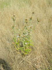 Cirsium brevifolium