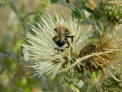 Cirsium brevifolium