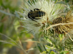 Cirsium brevifolium