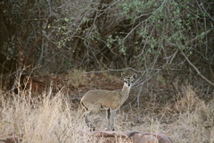 Oreotragus oreotragus transvaalensis