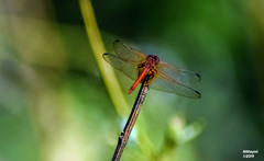 Dythemis rufinervis