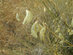 Astragalus cusickii