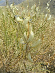 Astragalus cusickii