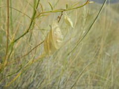 Astragalus cusickii