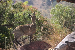 Oreotragus oreotragus transvaalensis