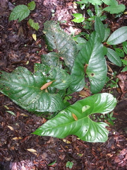 Anthurium watermaliense