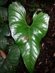 Anthurium watermaliense